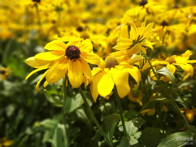 必須給大家安利一下 A9 Star的實時虛化功能