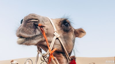 【中國最美瞬間】趁年輕，趁沙漠的風(fēng)聲也緊