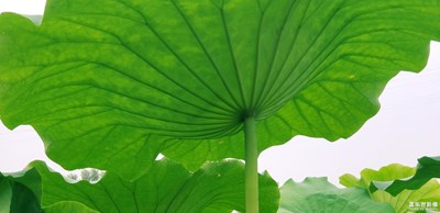 最美田園風(fēng)