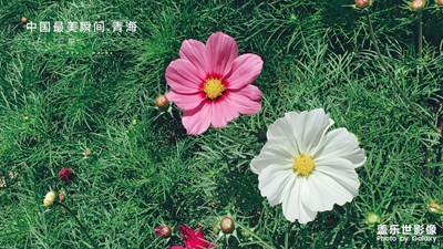 【中國最美瞬間】祁連山沿途