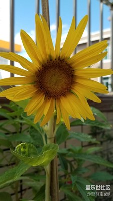 分享自拍的向日葵，非常適合做壁紙