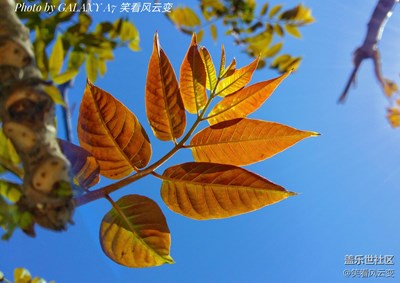 【葉子是個(gè)故事】+穿透