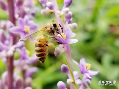 《行走，發(fā)現(xiàn)》+一只小蜜蜂