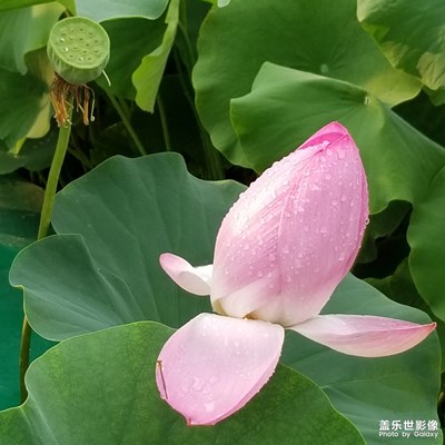 （行走，發(fā)現(xiàn)）+荷花