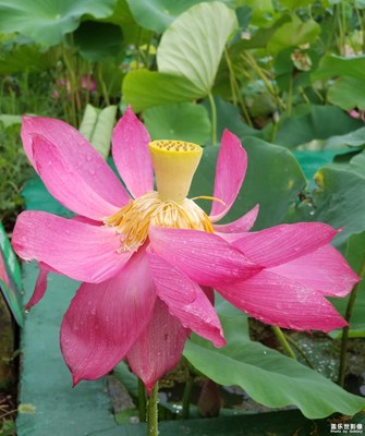 洪澤湖荷花盛開