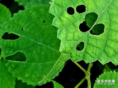 《行走，發(fā)現(xiàn)》+夏蟲