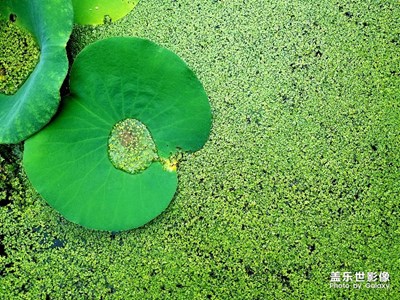 《行走，發(fā)現(xiàn)》+荷塘清影