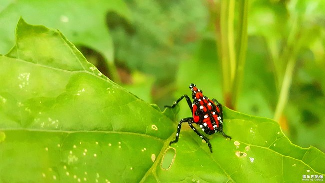 【第105期：距三星Galaxy系列新品發(fā)布 還有一個(gè)月！】