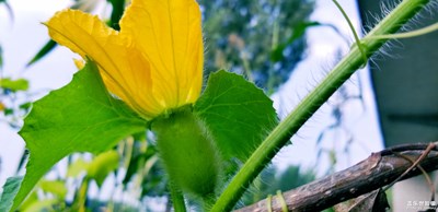 鄉(xiāng)下之旅