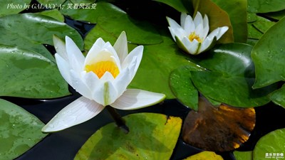 【唯美視界】+白蓮花