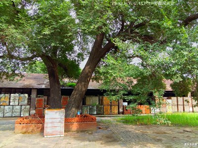 【尋找古舊的光影】+這家廢棄工廠里的百年老樹