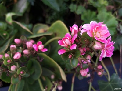 三星A9 Star 在拍照方面比較一下Vivo X21