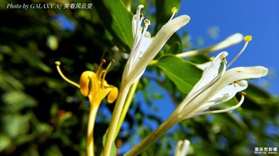 【微美畫面】+金銀花