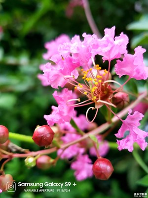 無(wú)名小花