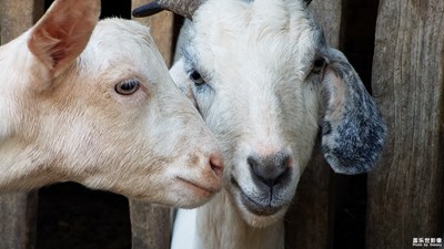 我家院里的伙伴們和我最愛的女兒