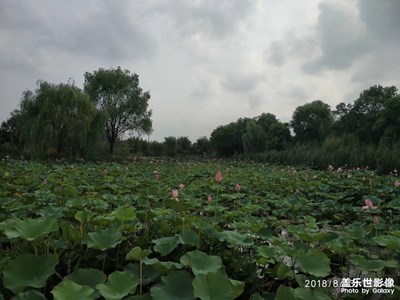 接天蓮葉無窮碧，映日荷花別樣紅