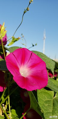 【定格美好】+田園小景