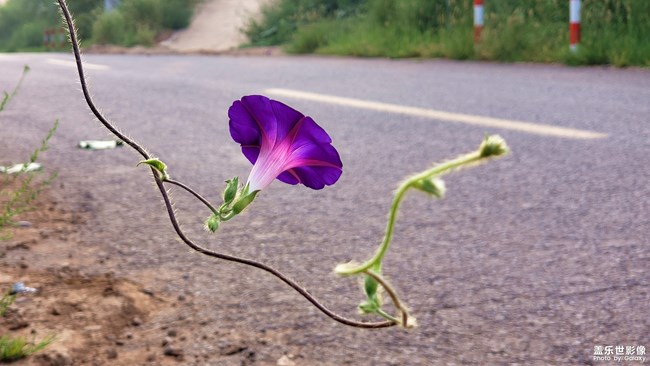 【第111期：七夕節(jié)你們都是怎么度過的呢？】