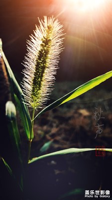夕陽下的狗尾巴草