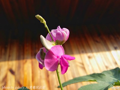 【你好九月】+睡蓮與豆花（一）