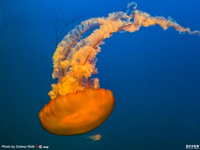 蓋樂世攝影周賽第62期——自然之美