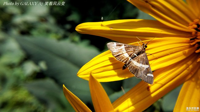 【114期：三星純粹呈現(xiàn) 華晨宇鳥巢演唱會(huì)High翻天】