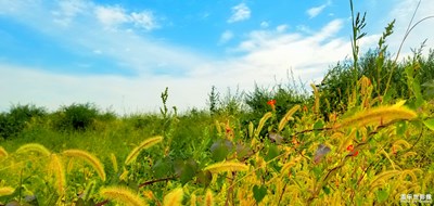 金秋花開紅似火