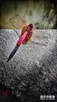 【自然之美】+秋天的饋贈(zèng)