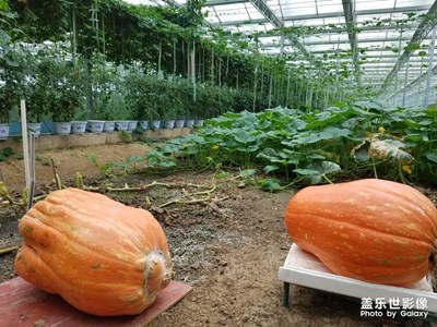 【自然之美】+現(xiàn)代農(nóng)博園