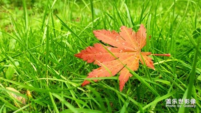 沈陽(yáng)世博園紅葉