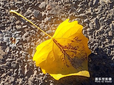 【自然之美】+一些落葉??