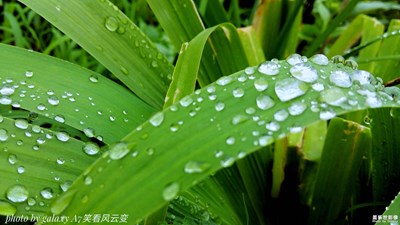 【雨后清新】+晴朗