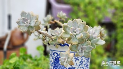 山竹來(lái)了，我在拍照