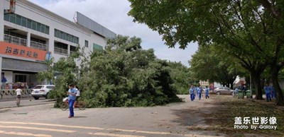 臺風(fēng)“天竹”過后