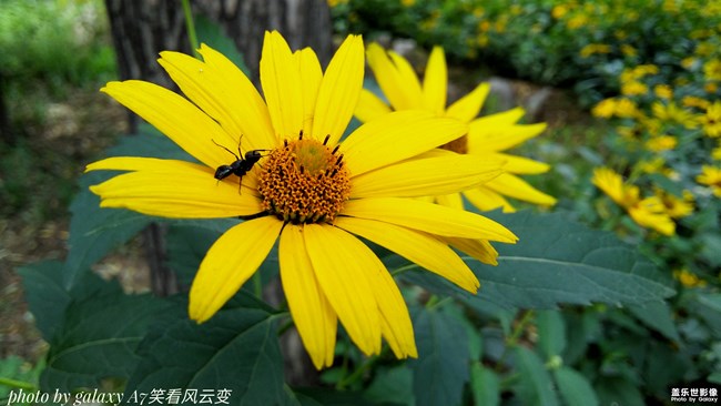 【116期：中秋佳節(jié) 你的家鄉(xiāng)有什么特別的習俗嗎？】