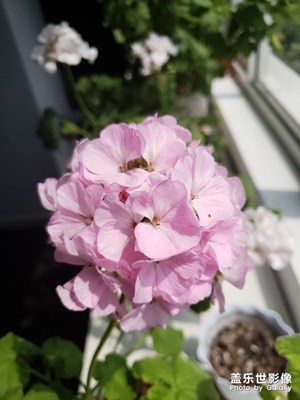 隨手拍花花