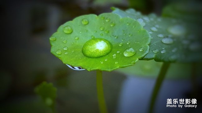 【116期：中秋佳節(jié) 你的家鄉(xiāng)有什么特別的習俗嗎？】