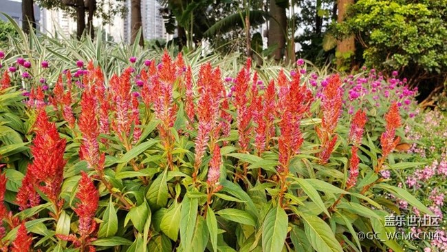 三星S9拍照落后S7了