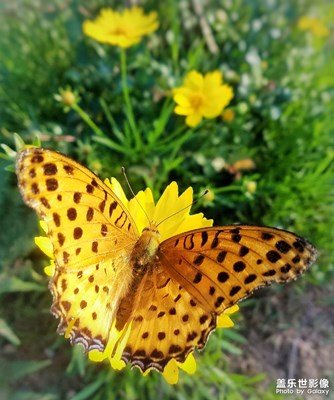 蝶戀花