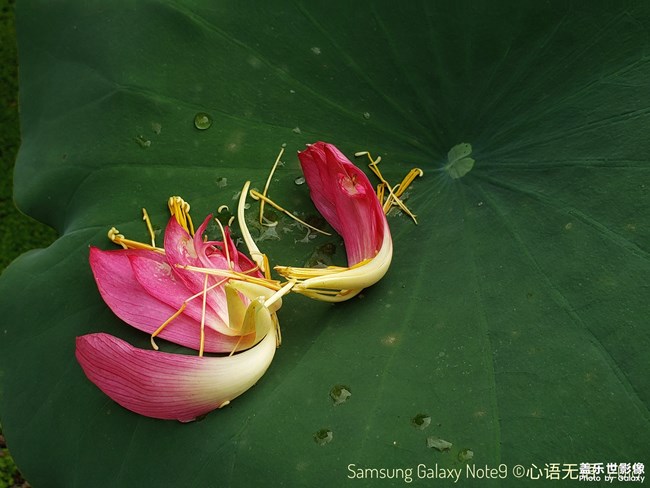 【116期：中秋佳節(jié) 你的家鄉(xiāng)有什么特別的習俗嗎？】