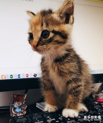 貓咪隨手拍