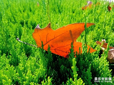 一片落葉渲染了秋色 一季落花滄桑了流年