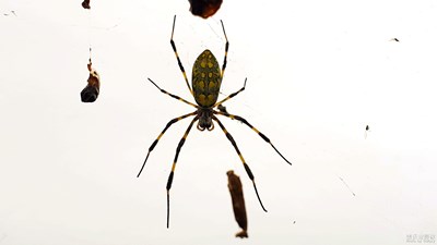 【熱愛(ài)生活】+蜘蛛--知足--知足常樂(lè)