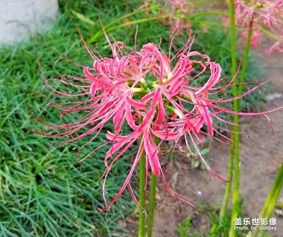 寺院角落發(fā)現(xiàn)了一枝落幕的最恐怖花