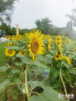 【熱愛生活】+云臺(tái)花園一游