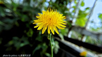 【你好九月】+曼陀羅與苦苣