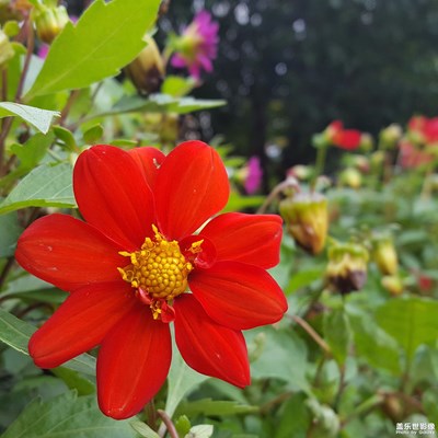 花兒為什么這么紅？