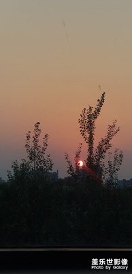 枝頭夕陽