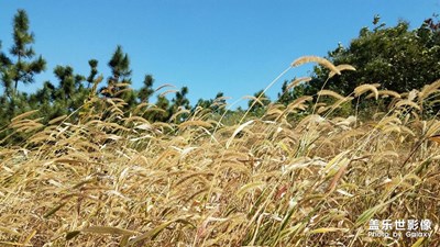 [S7隨拍］國慶節(jié)的花山