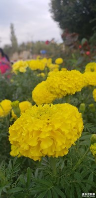 祖國萬壽無疆！